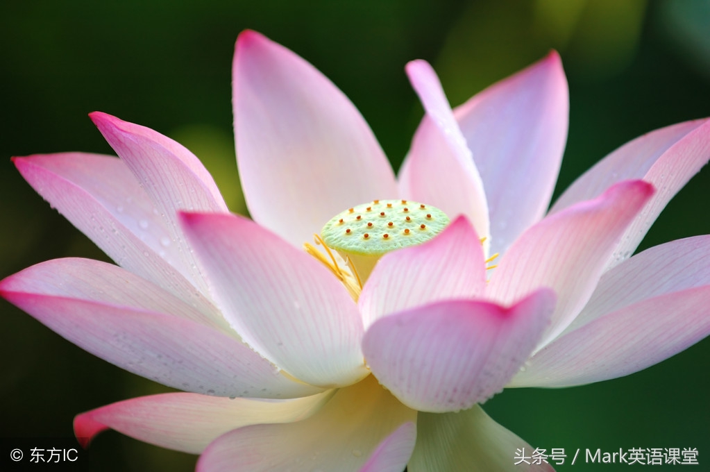 一沙一世界一花一天堂全诗赏析,一沙一世界一花一天堂语录