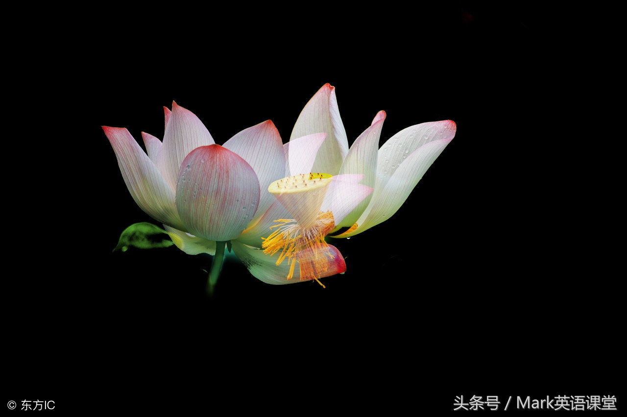 一沙一世界一花一天堂全诗赏析,一沙一世界一花一天堂语录