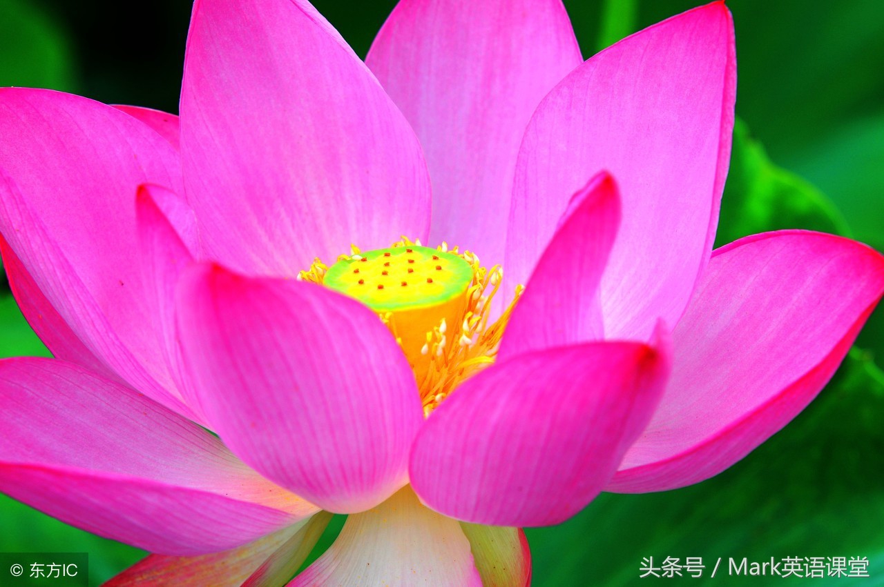 一沙一世界一花一天堂全诗赏析,一沙一世界一花一天堂语录