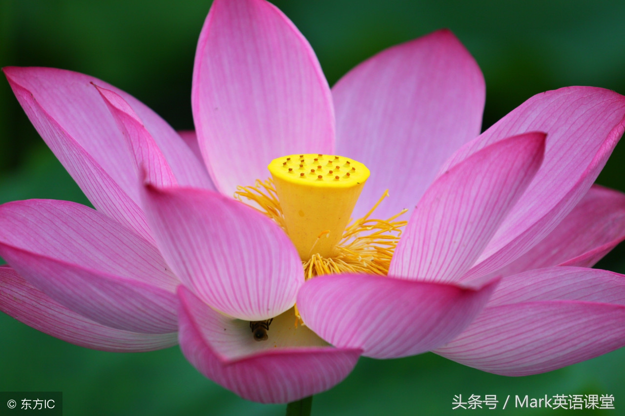 一沙一世界一花一天堂全诗赏析,一沙一世界一花一天堂语录