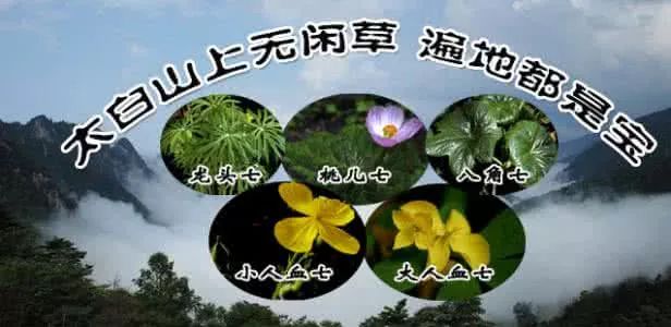 太白山野生珍稀植物|七十二种“七药”