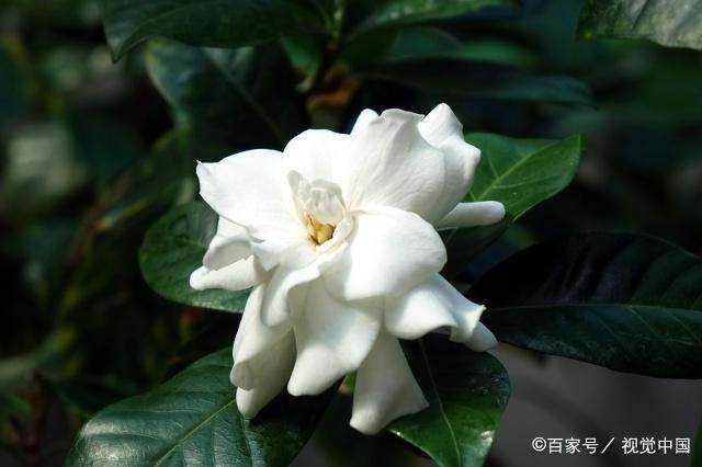 如果栀子有害虫怎么办,刚买的栀子花有红蜘蛛怎么办