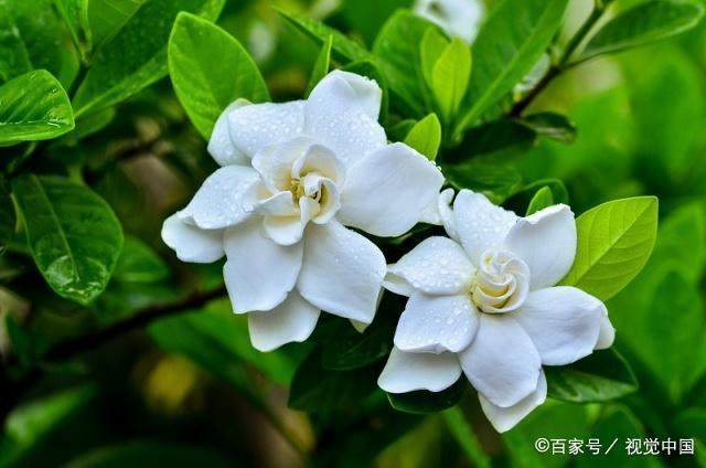 如果栀子有害虫怎么办,刚买的栀子花有红蜘蛛怎么办