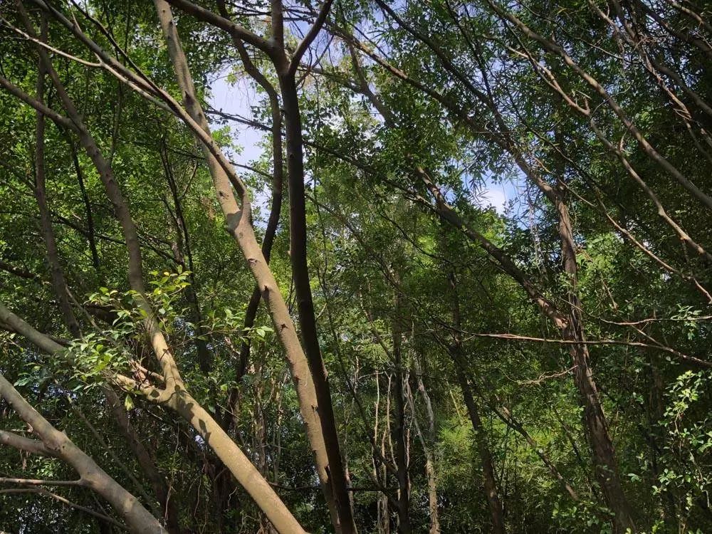 广东佛山鸟叔的视频,顺德鸟叔全景图