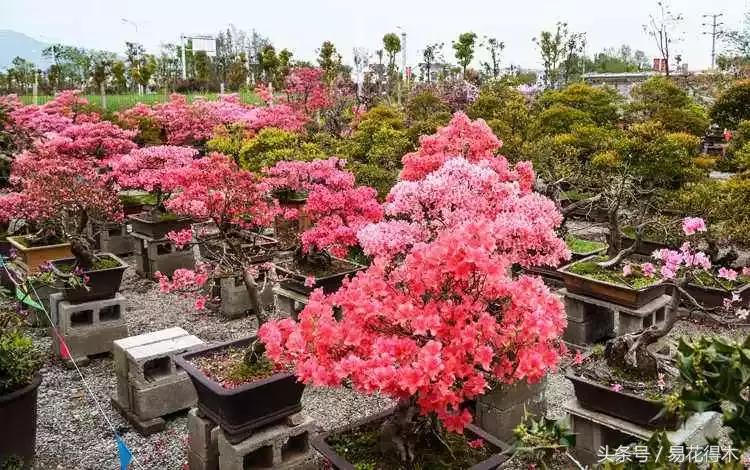 鹃之舞杜鹃的养护方法,杜鹃花春鹃和夏鹃的区别