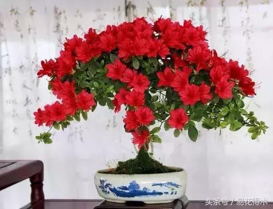 鹃之舞杜鹃的养护方法,杜鹃花春鹃和夏鹃的区别