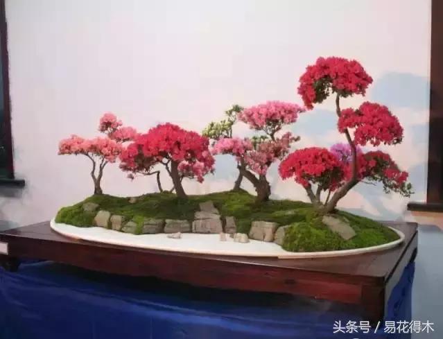 鹃之舞杜鹃的养护方法,杜鹃花春鹃和夏鹃的区别