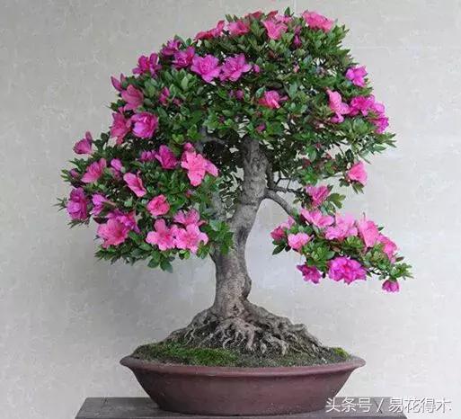 鹃之舞杜鹃的养护方法,杜鹃花春鹃和夏鹃的区别