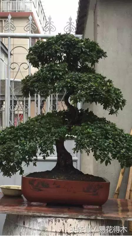 鹃之舞杜鹃的养护方法,杜鹃花春鹃和夏鹃的区别