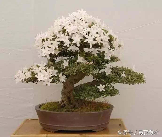 鹃之舞杜鹃的养护方法,杜鹃花春鹃和夏鹃的区别