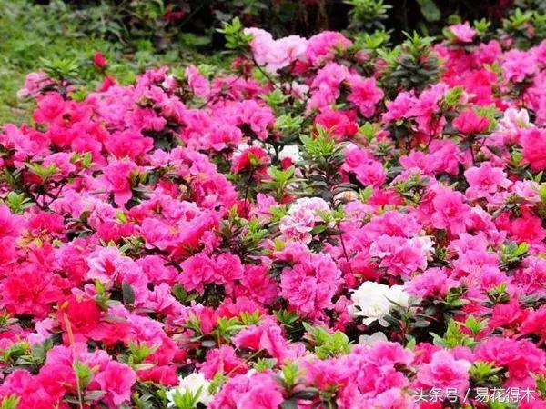 鹃之舞杜鹃的养护方法,杜鹃花春鹃和夏鹃的区别
