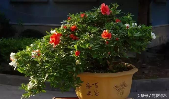 鹃之舞杜鹃的养护方法,杜鹃花春鹃和夏鹃的区别