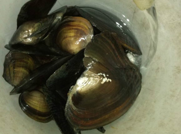 钓鱼为什么能钓上河蚌,钓鱼人不空手钓不到鱼就偷东西