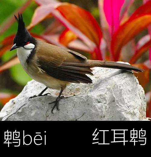 带你认识几个主播,带你认识几种常见的野菜