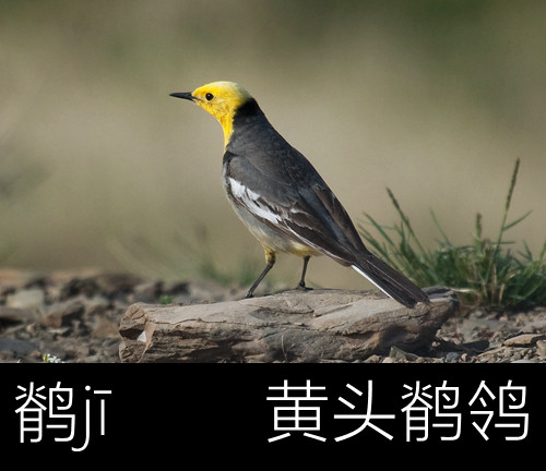 带你认识几个主播,带你认识几种常见的野菜