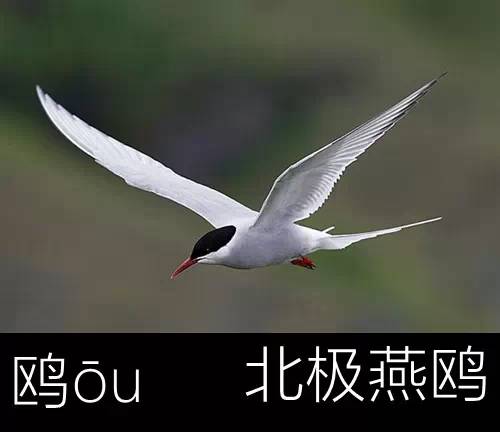 带你认识几个主播,带你认识几种常见的野菜