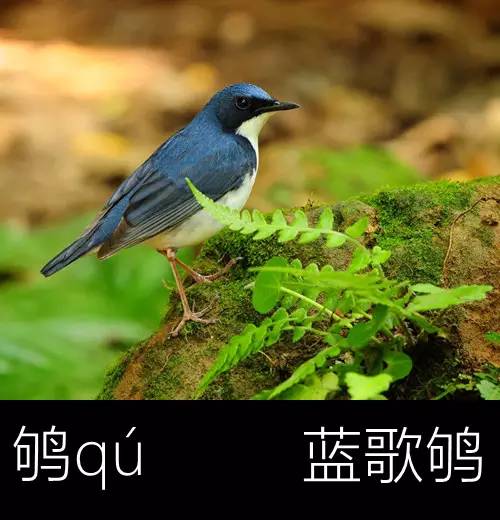 带你认识几个主播,带你认识几种常见的野菜