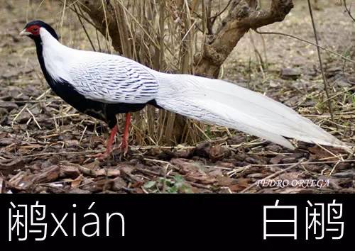 带你认识几个主播,带你认识几种常见的野菜