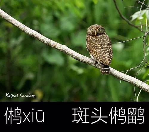 带你认识几个主播,带你认识几种常见的野菜