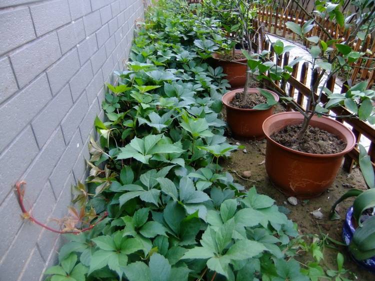 爬山虎盆景北方冬天落叶吗,爬山虎盆景提根怎么养成的