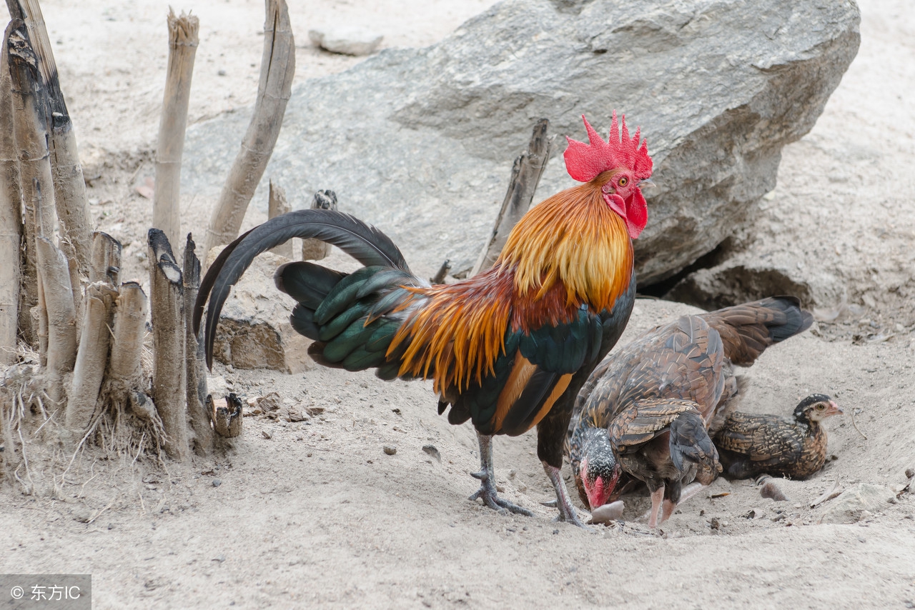 12生肖鸡是凤凰吗,生肖鸡一生的命