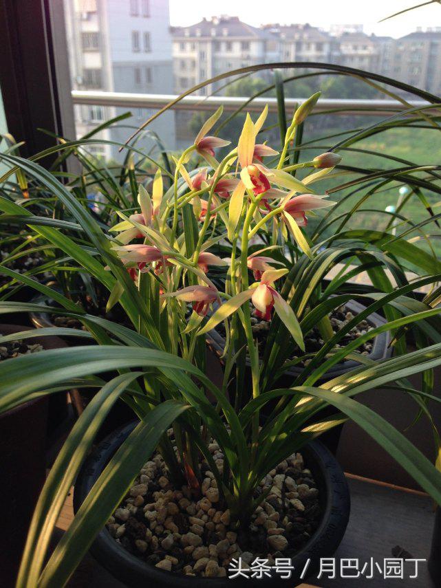 芦荟养蝴蝶兰,芦荟养兰