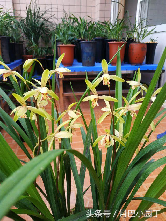 芦荟养蝴蝶兰,芦荟养兰