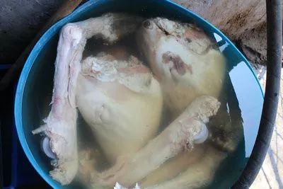 恶心！内蒙古一对夫妻收购死牲畜长达7年在市场、饭店销售……