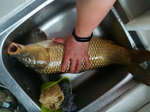 怎样用嫩玉米钓鱼最有效,可以直接用嫩玉米钓鱼吗