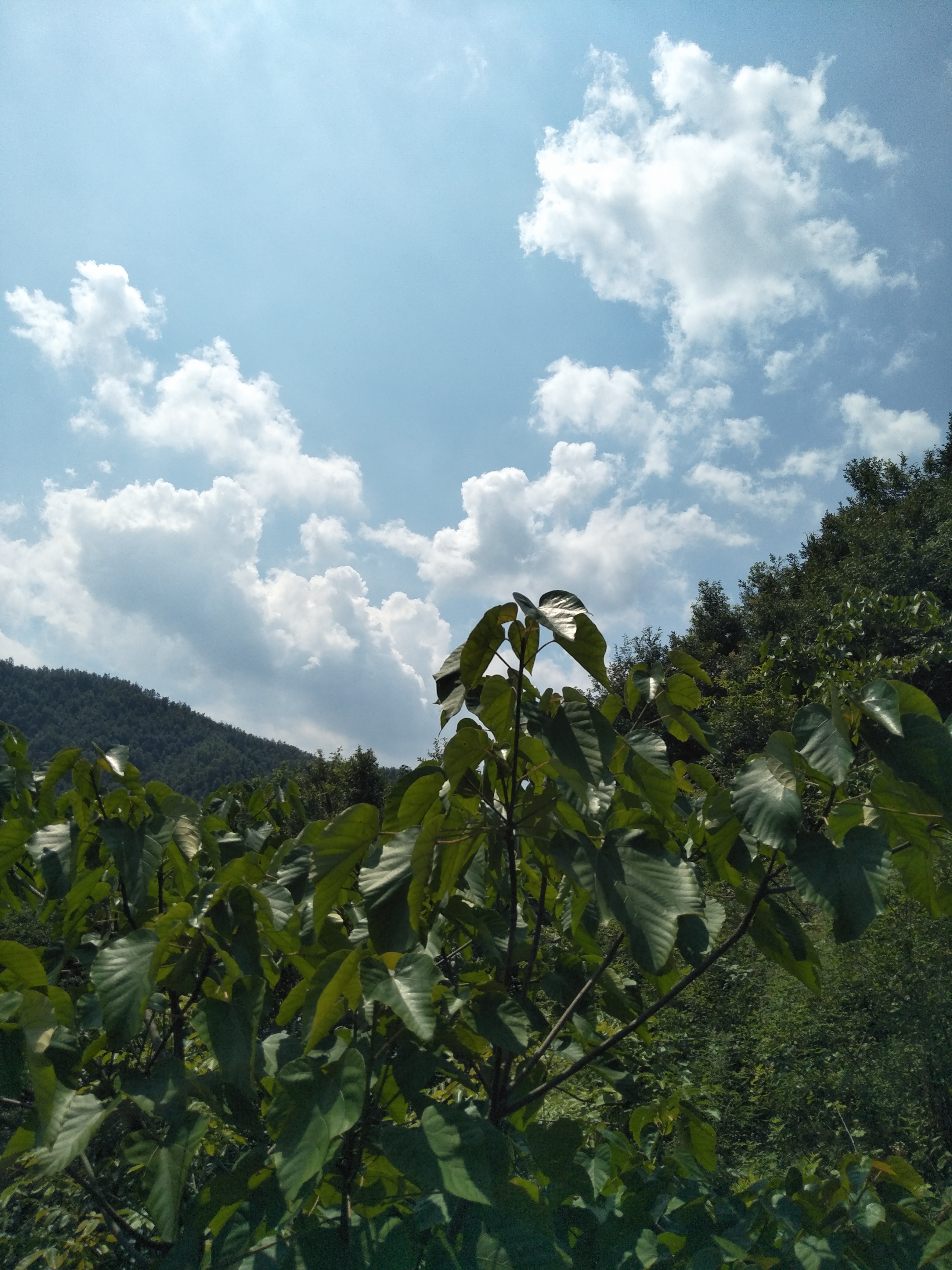 宝天曼景区最佳旅游季节,南召县宝天曼风景区