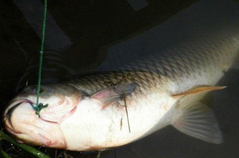 简单好用的玉米粒饵,野钓玉米粒饵最好用的是哪一款