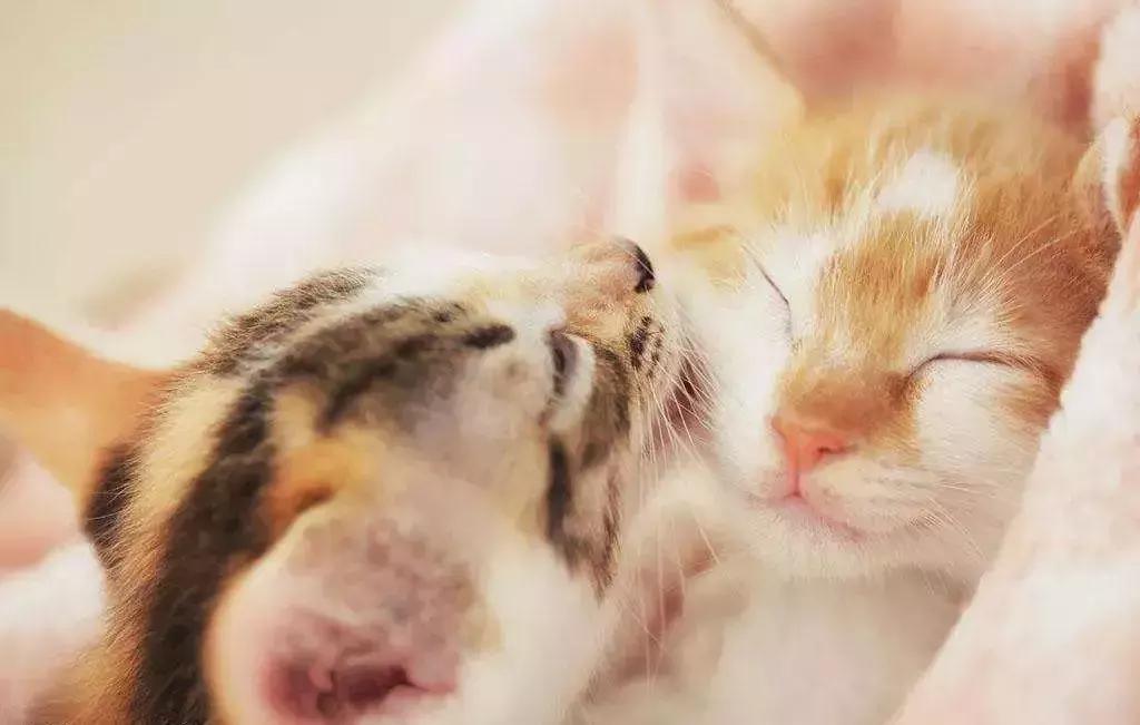 嘴里割破伤口愈合最快的方法,手指割破正确做法