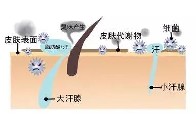 4种方法自测一下你有没有腋臭,腋臭最新解决方法