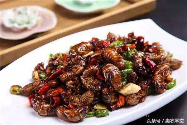 金蝉养殖技术人工金蝉养殖全过程,金蝉养殖要点有哪些