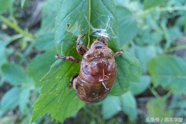 金蝉养殖技术人工金蝉养殖全过程,金蝉养殖要点有哪些