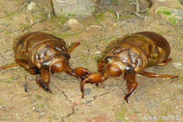 金蝉养殖技术人工金蝉养殖全过程,金蝉养殖要点有哪些