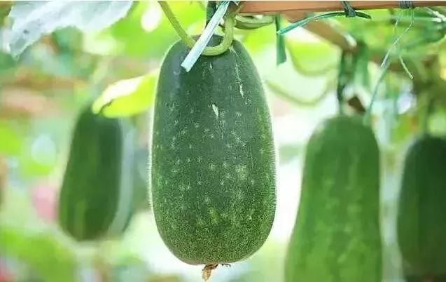 夏季吃瓜季多吃这5种瓜消暑清热,暑夏常吃的七种瓜是哪几种