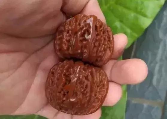 老核桃的种类及辨别,盘了几十年的老核桃长什么样