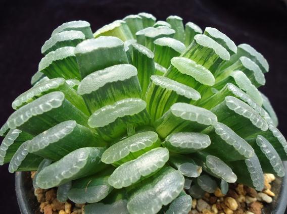 这5种多肉植株最难养死,这几款多肉易爆盆还好养