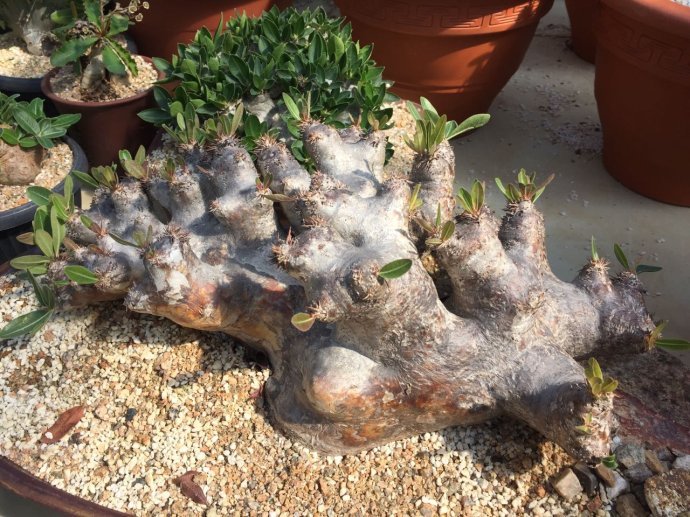 这5种多肉植株最难养死,这几款多肉易爆盆还好养