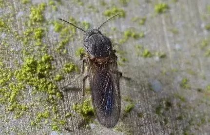 潍坊所有的家长,这种虫子传播新型艾滋病,最喜欢叮咬孩子……