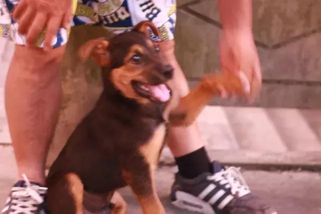 遛狗拴绳采访,市民出行遛狗不拴绳记者暗访