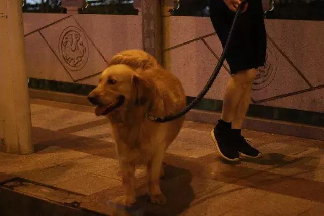 遛狗拴绳采访,市民出行遛狗不拴绳记者暗访