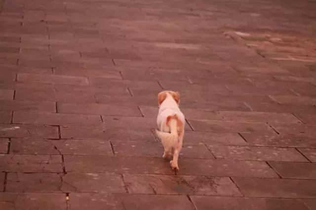 遛狗拴绳采访,市民出行遛狗不拴绳记者暗访