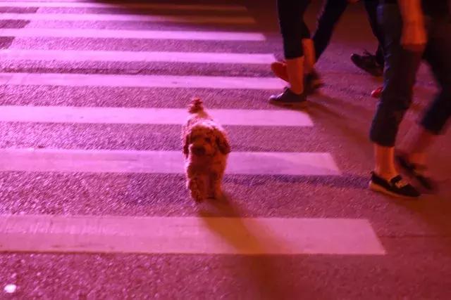 遛狗拴绳采访,市民出行遛狗不拴绳记者暗访