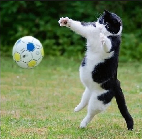 世界杯落幕文章,世界杯欧洲足球新闻