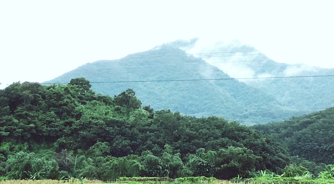 实践第三日｜敢不敢嗅嗅它？舌尖上的五指山