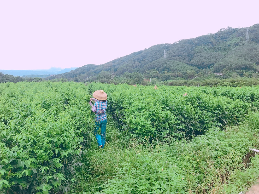 实践第三日｜敢不敢嗅嗅它？舌尖上的五指山