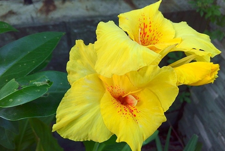 实践第三日｜敢不敢嗅嗅它？舌尖上的五指山