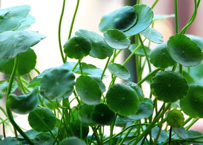 实践第三日｜敢不敢嗅嗅它？舌尖上的五指山